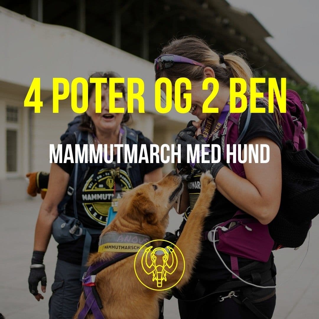 Fire poter og to ben: Mammutmarch med hund